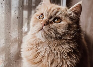 Six cat behaviours you should never ignore, according to a vet